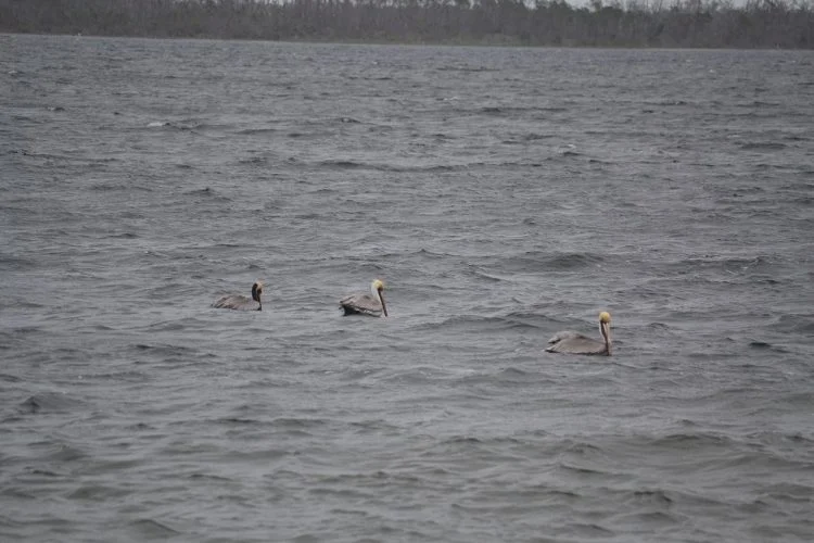Pelicans, Things to do in Panama City Beach Florida